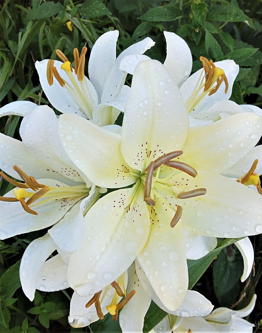 Лилия Перл Вайт 